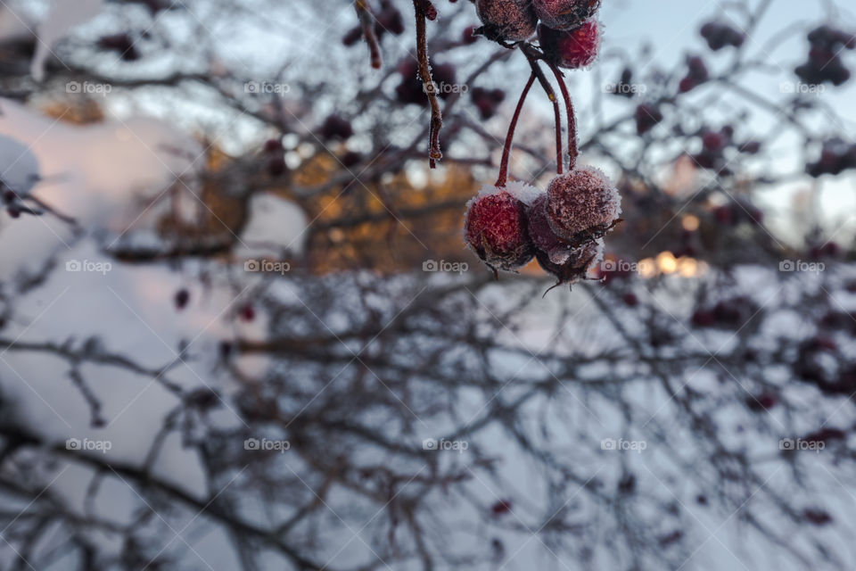 Frozen berrys during winter