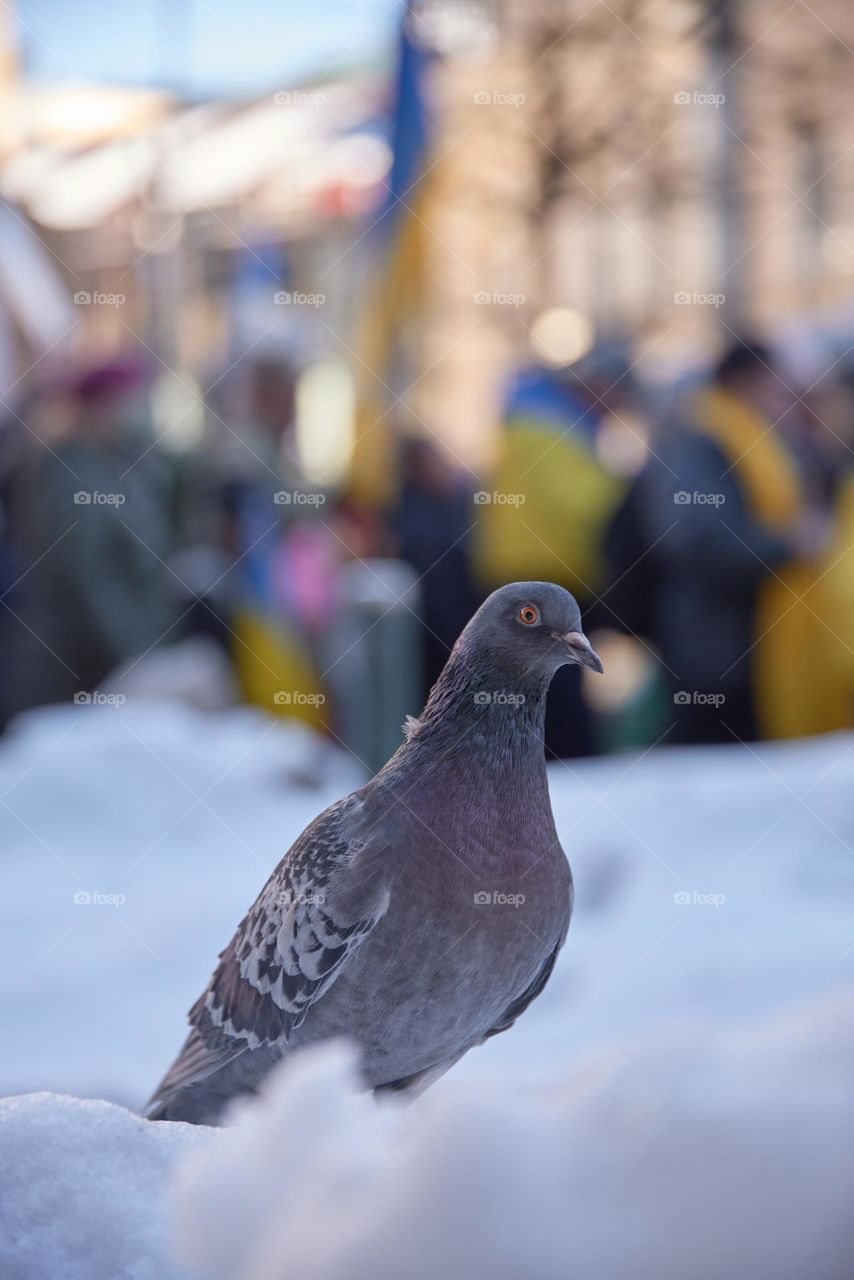 Helsinki, Finland - February 26, 2022: Lonely pigeon standing in the snow with a rally against Russia’s military occupation in Ukraine in downtown Helsinki in the background. 