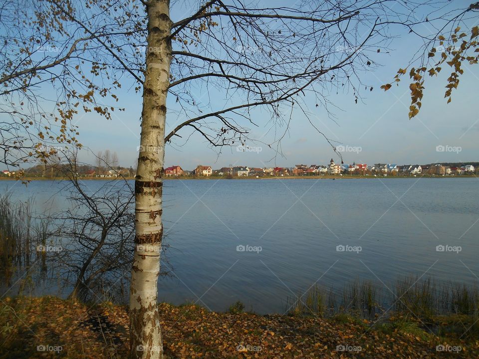 Tree, Landscape, Fall, No Person, Lake