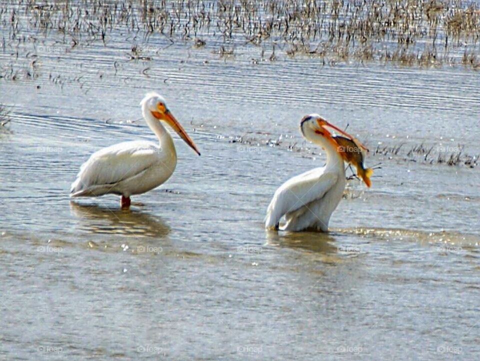 Pelicans fishing 