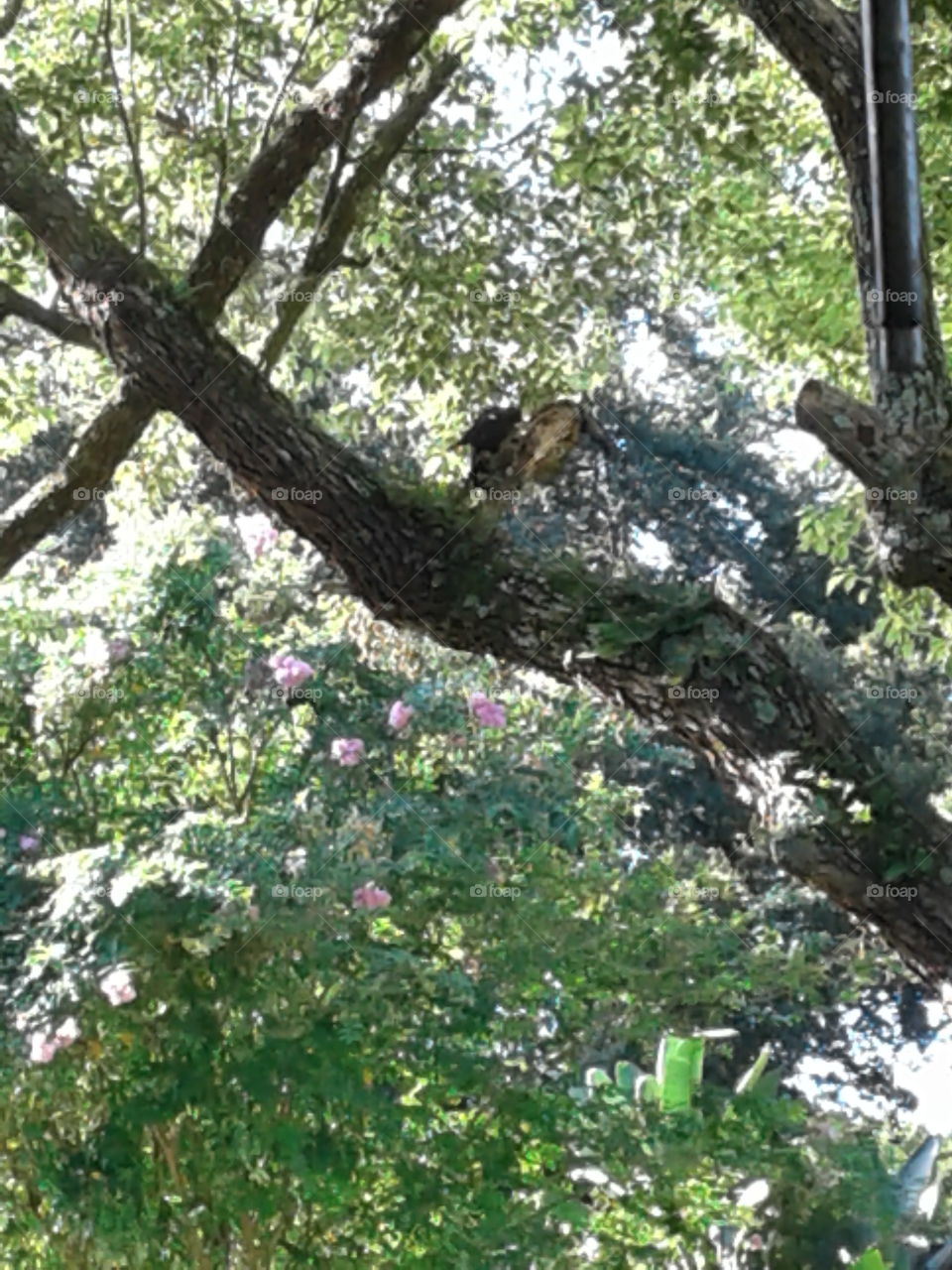 Woodpecker in a tree.