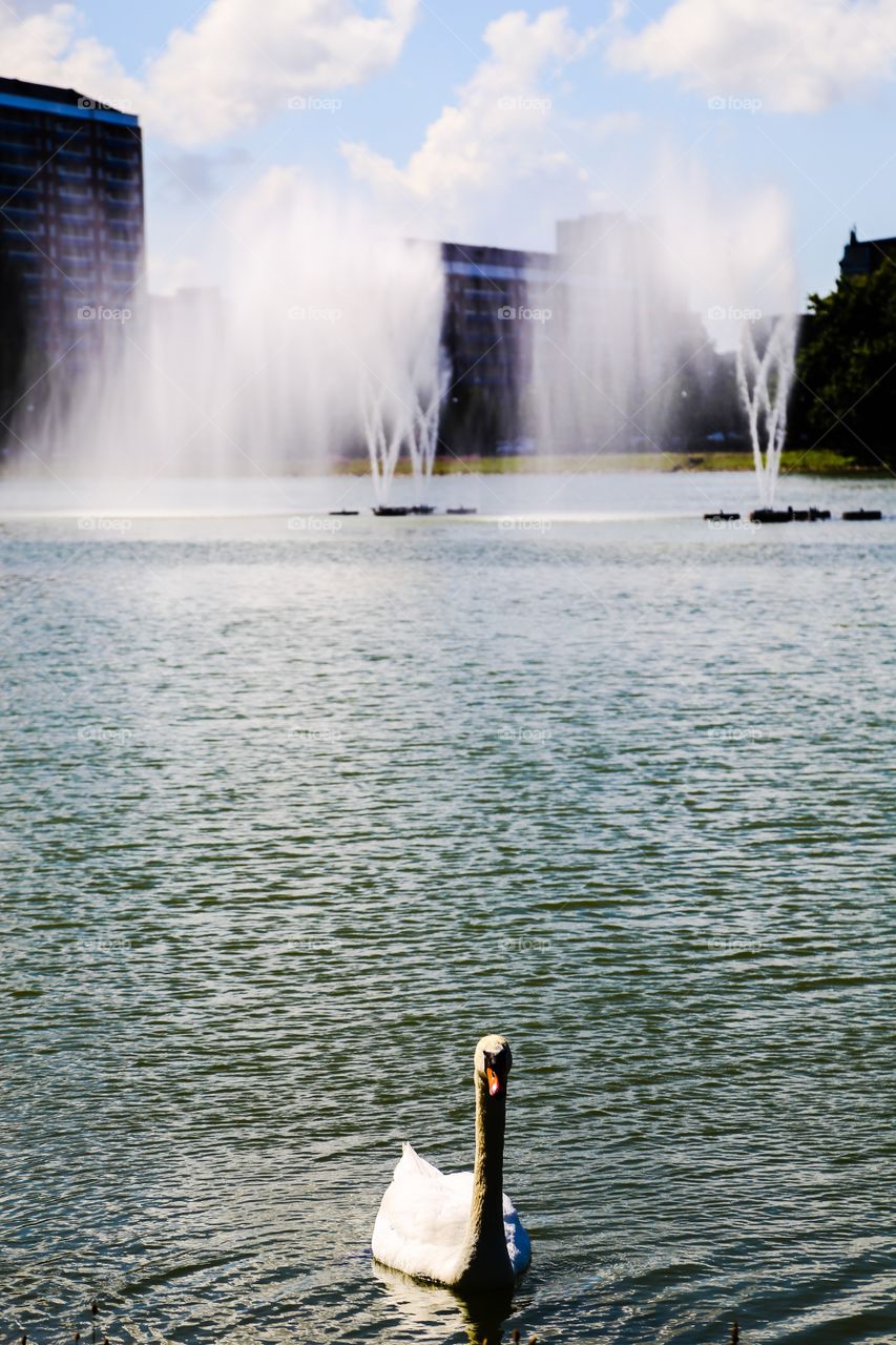 Water and swan in the city 