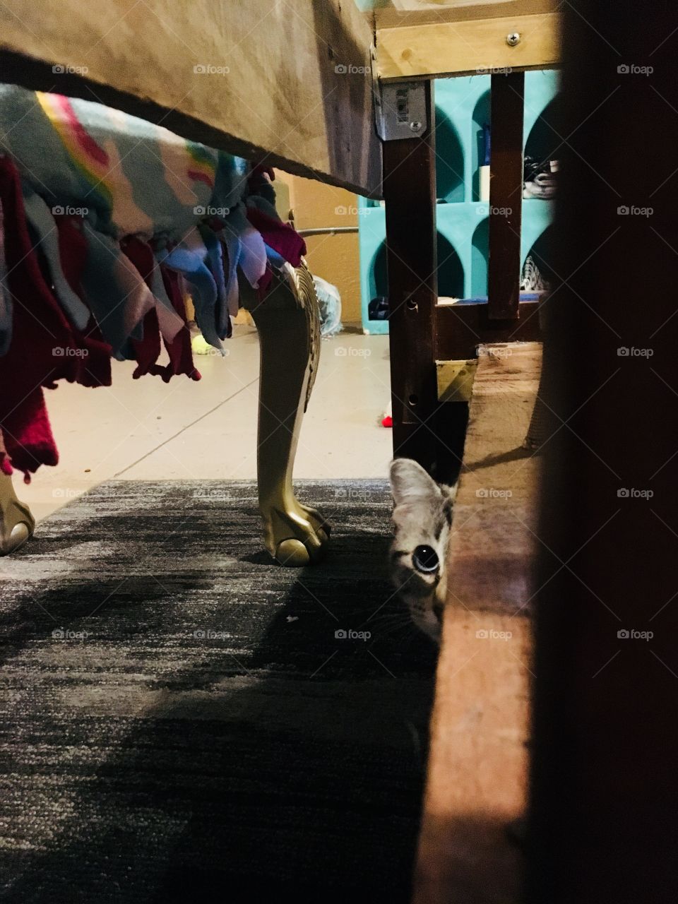 Curious Cautious Cat - Scaredy Cat - Adopt me at Tabby Catfe in Menomonie, Wisconsin, USA