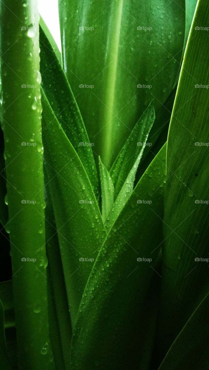 every leaf new birth....