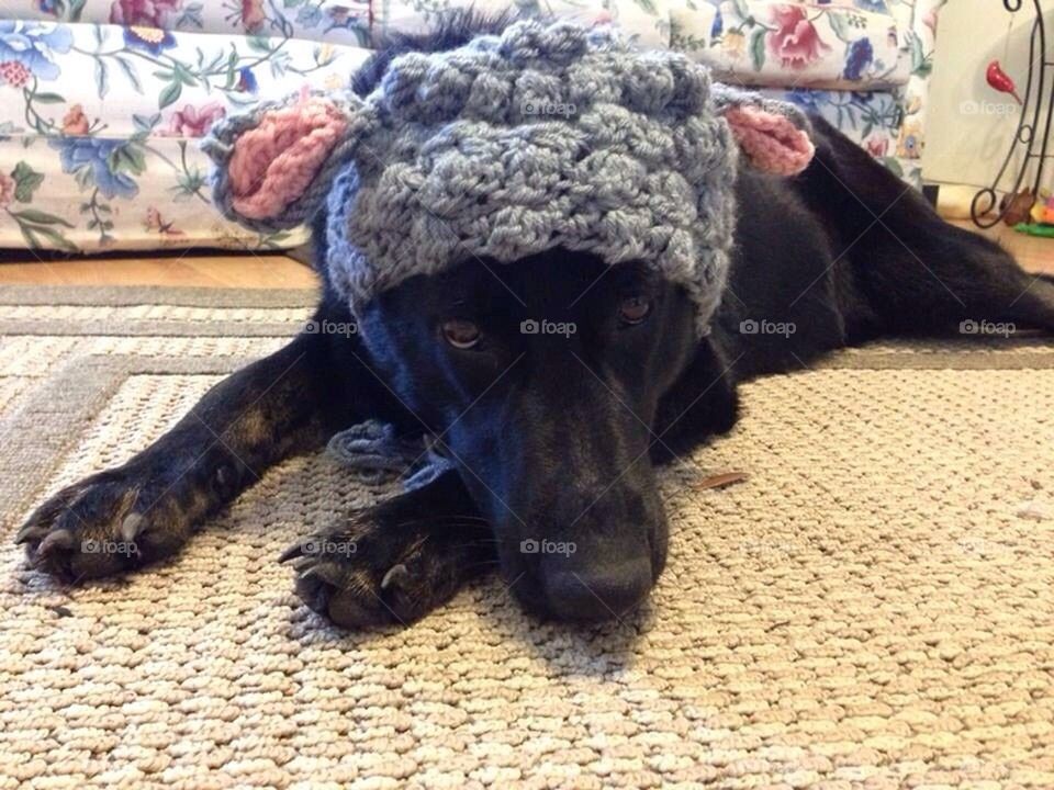 Shepherd in Sheep's Clothing