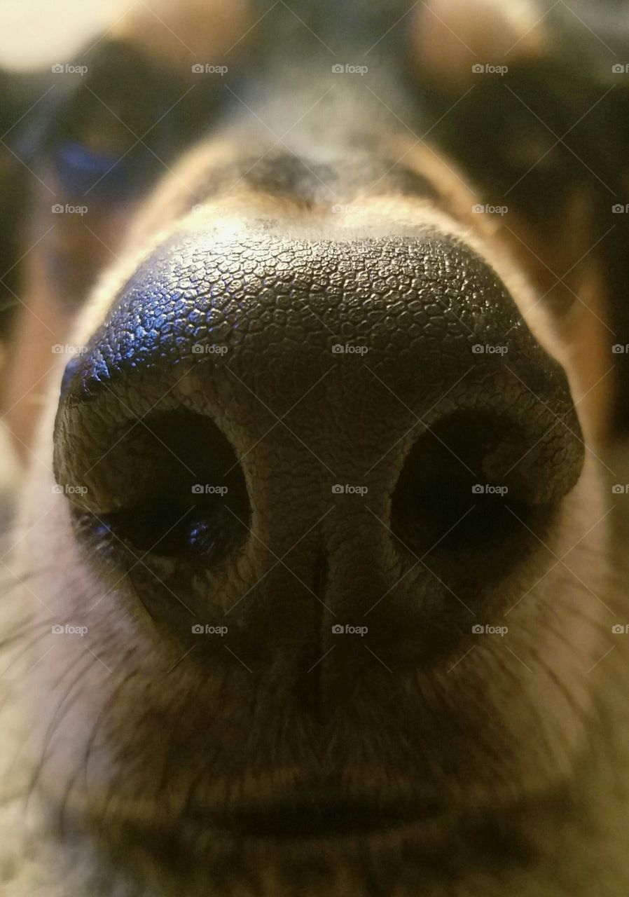 Extreme close-up of my dog's nose