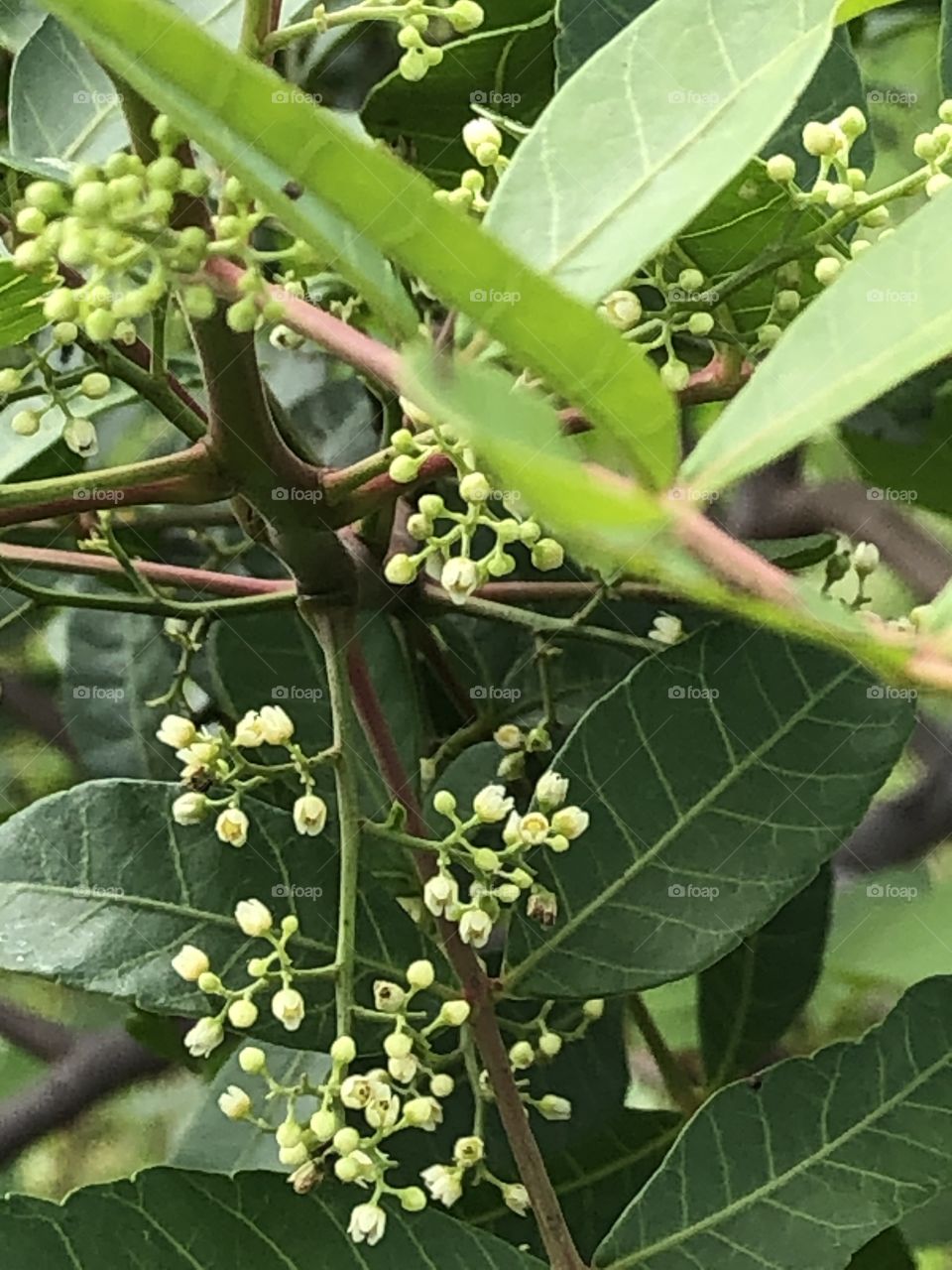 Plants around everywhere , my garden ( Countryside)