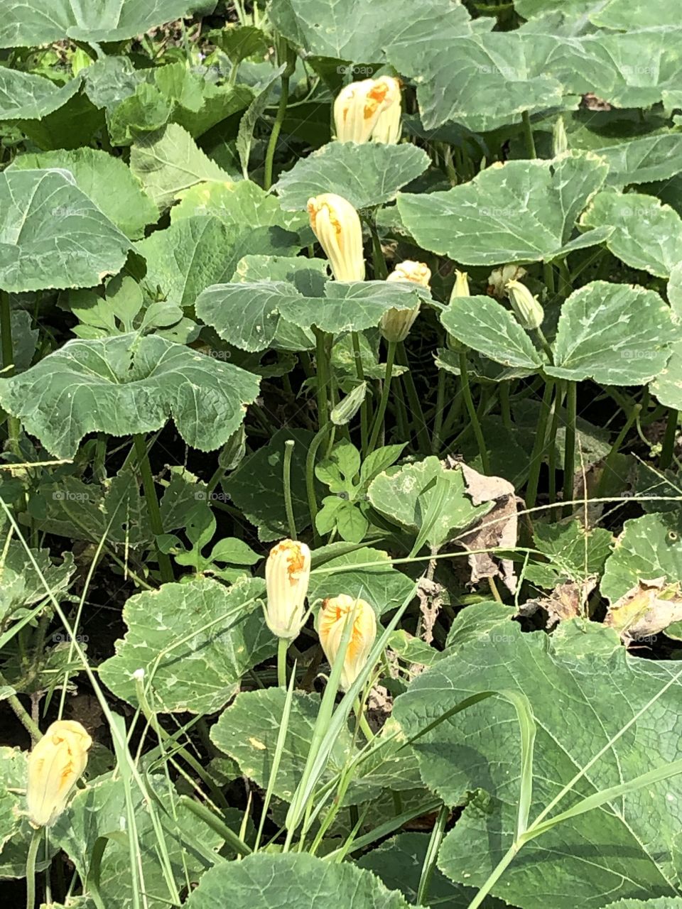 Green color stories, Countryside (my garden)