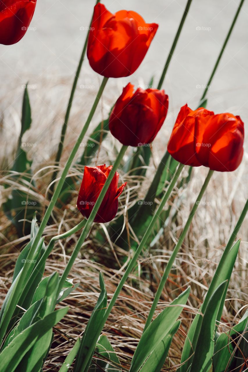 close up red tulips in grass