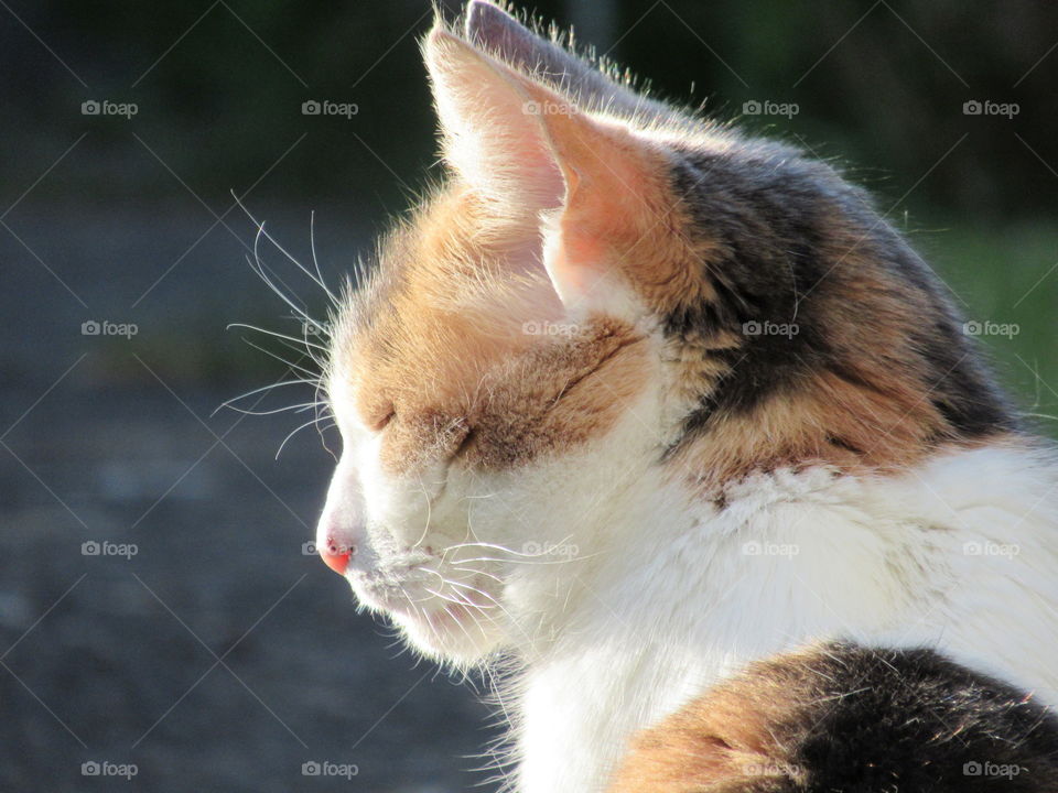 Cat sunning herself in the beautiful sunshine