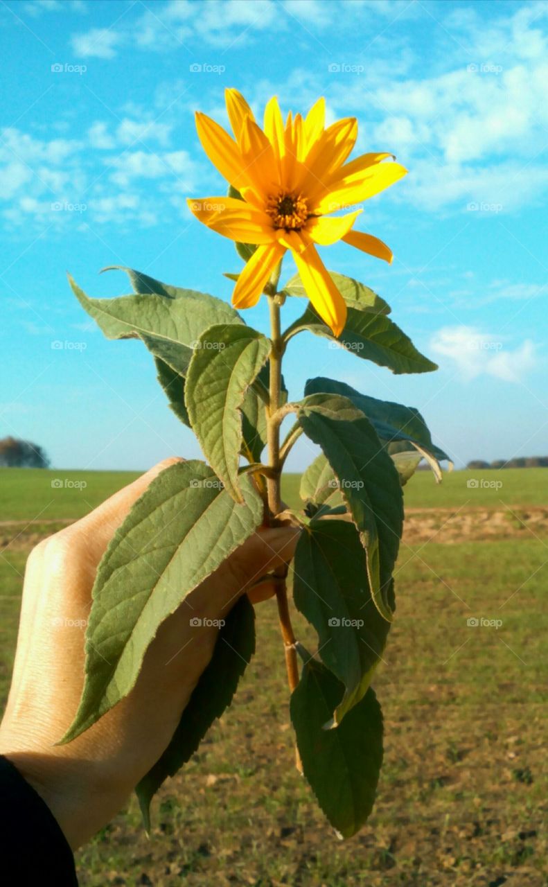 Nature, No Person, Leaf, Summer, Outdoors