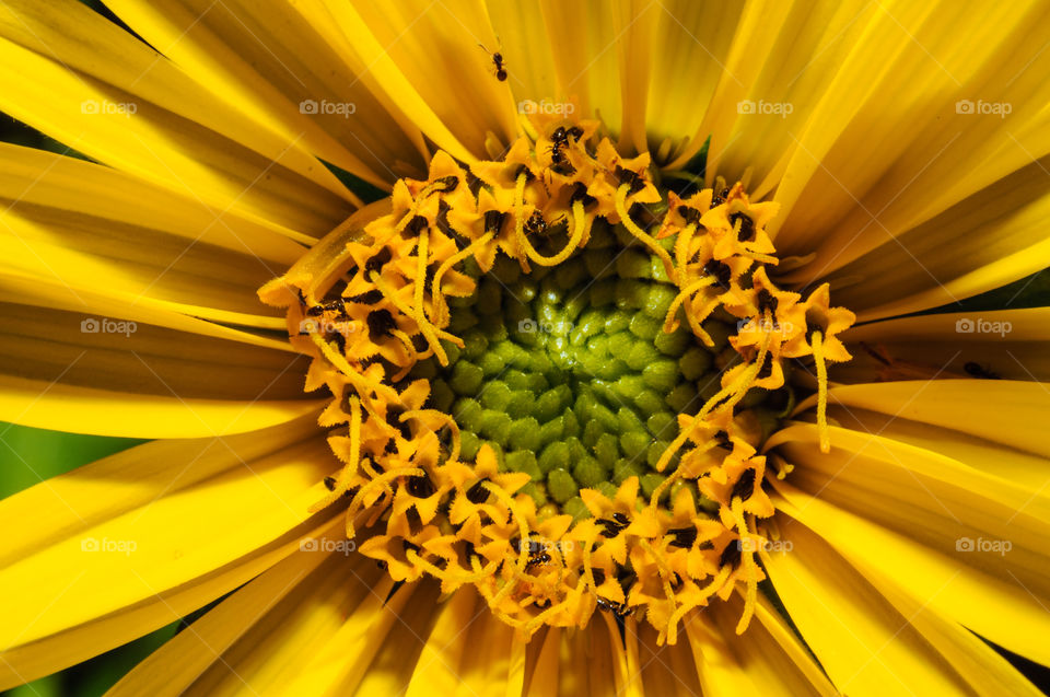 Flower close up