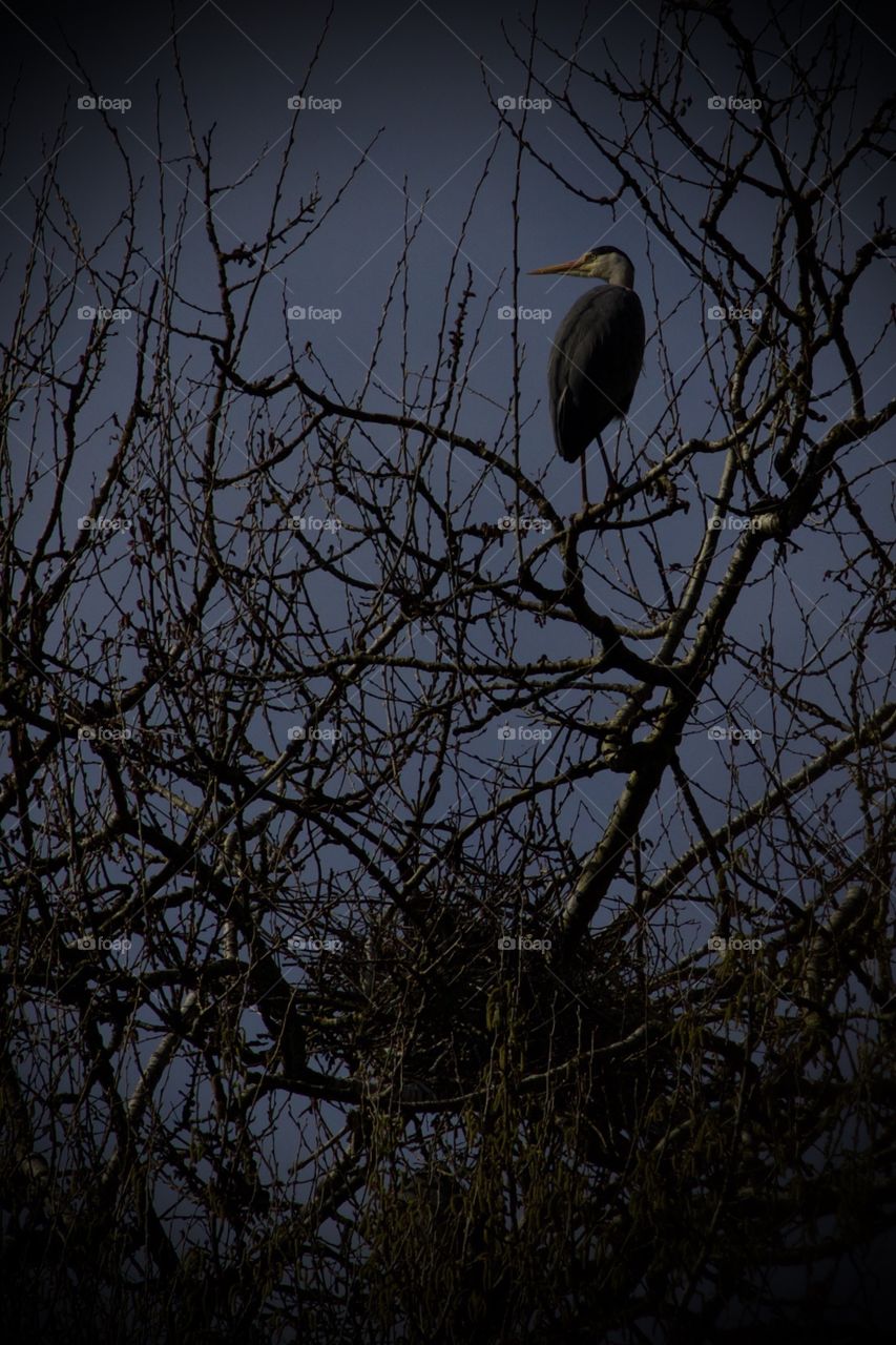 Bird on the tree