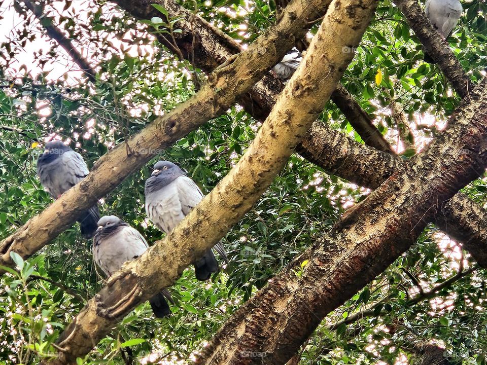Pigeon resting on tree