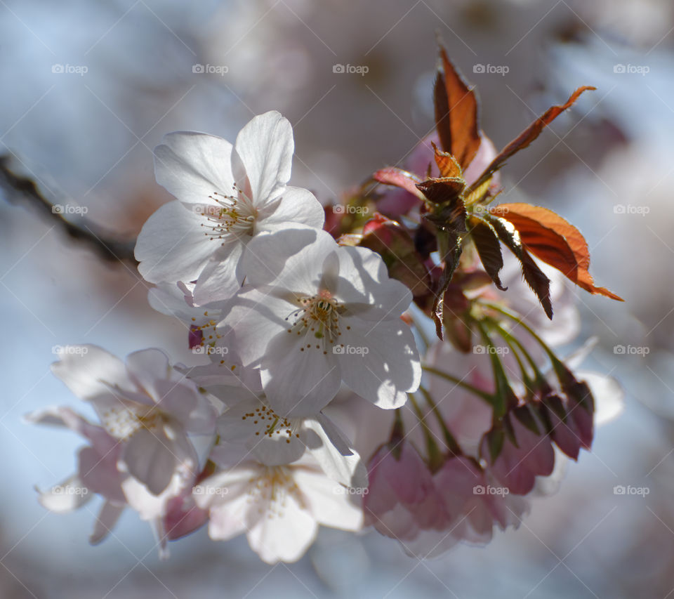 Beautiful cluster of cherry blossoms