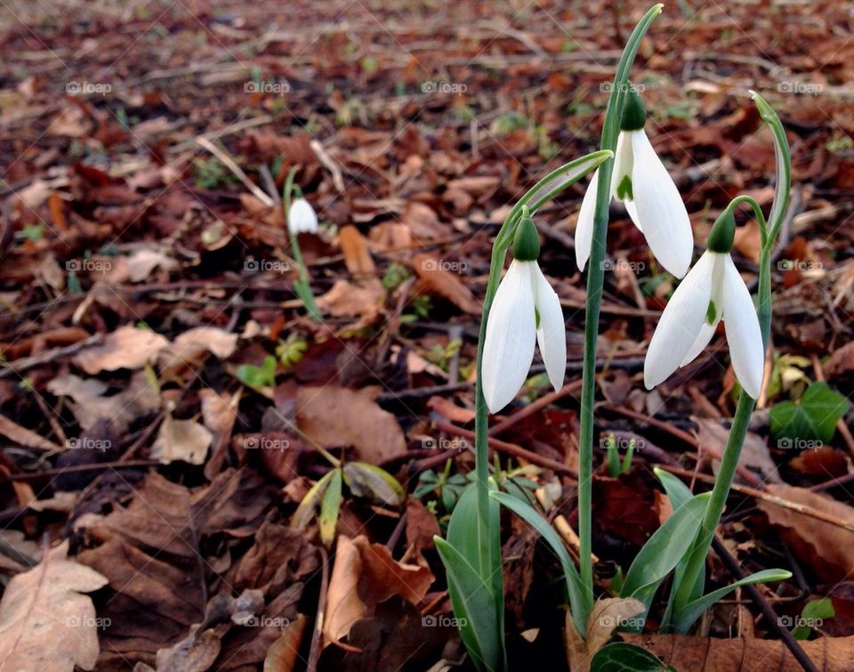 Close-up of white flowers