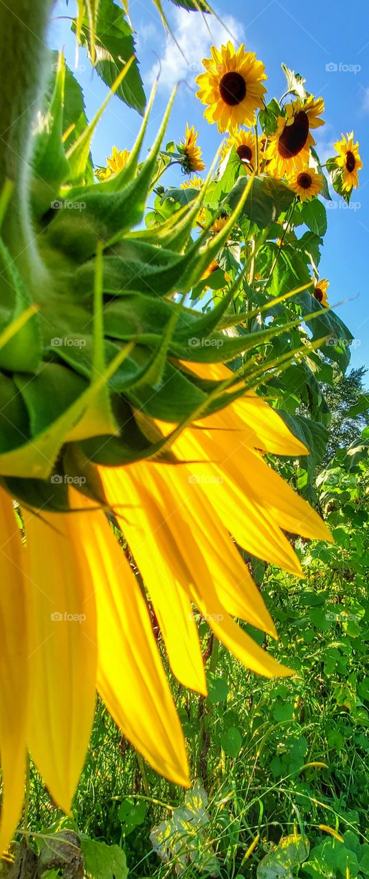 backside sunflower