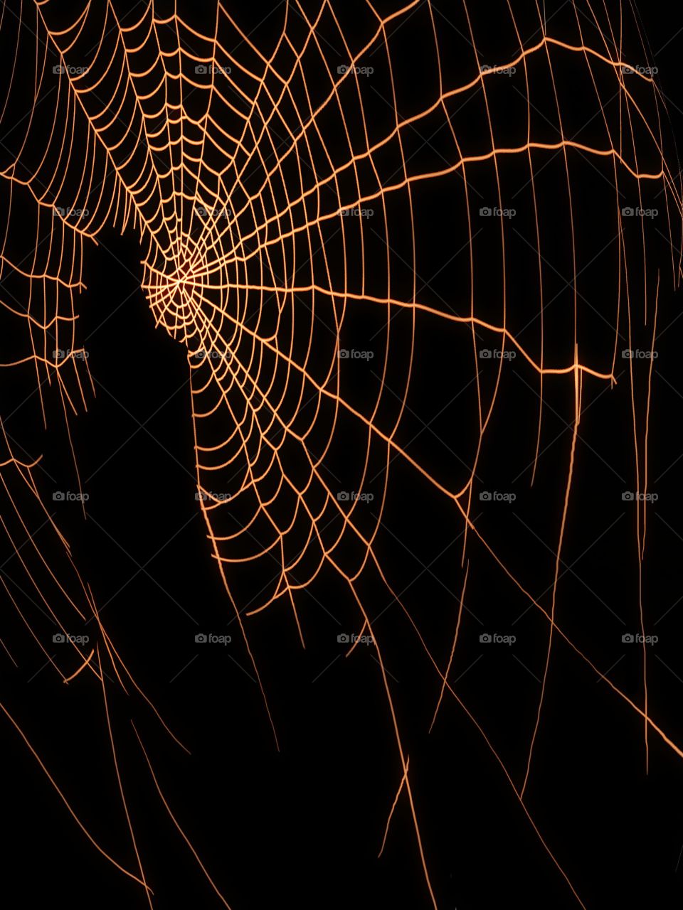 abstract and art close up cobweb