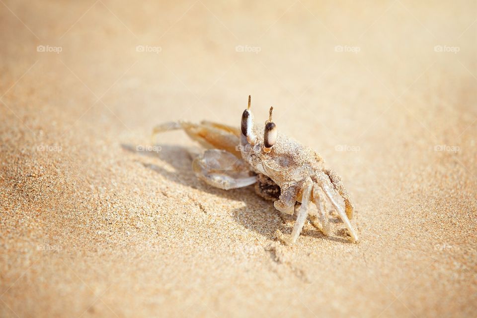 Little crab on sandy beach 