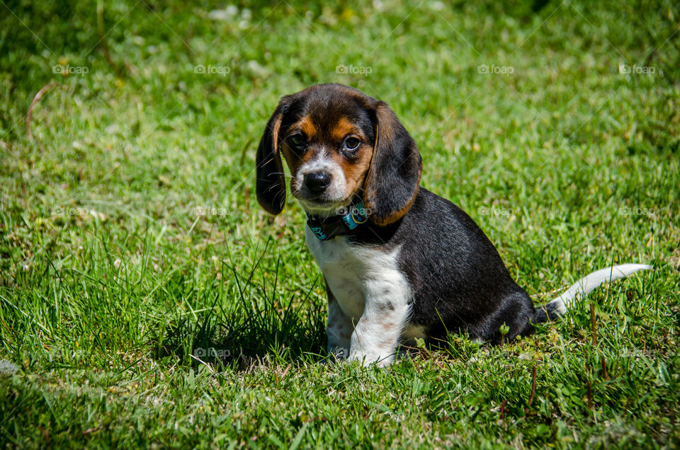 Sweet Beagle