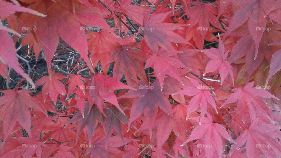 Fall leaves. Red Japanese Maple leaves