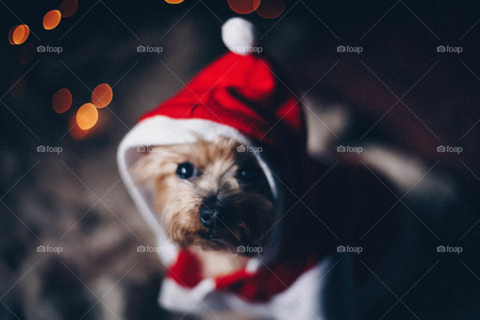 Santa claus dog