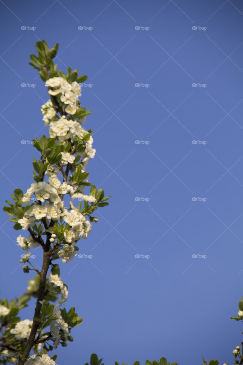 Spring flowering of trees and flowers on a sunny day in spring.