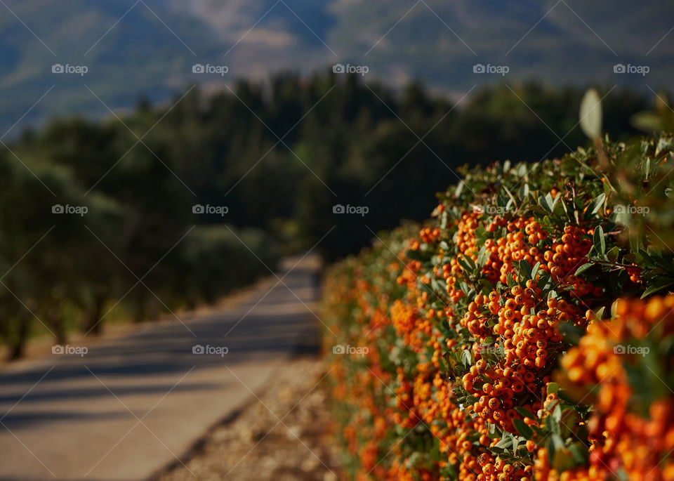 The orange berries of pyracantha 