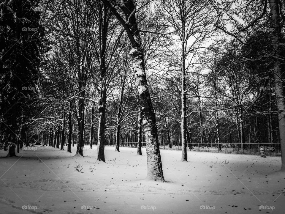 Trees in winter in Antwerp, Belgium, december 2017.