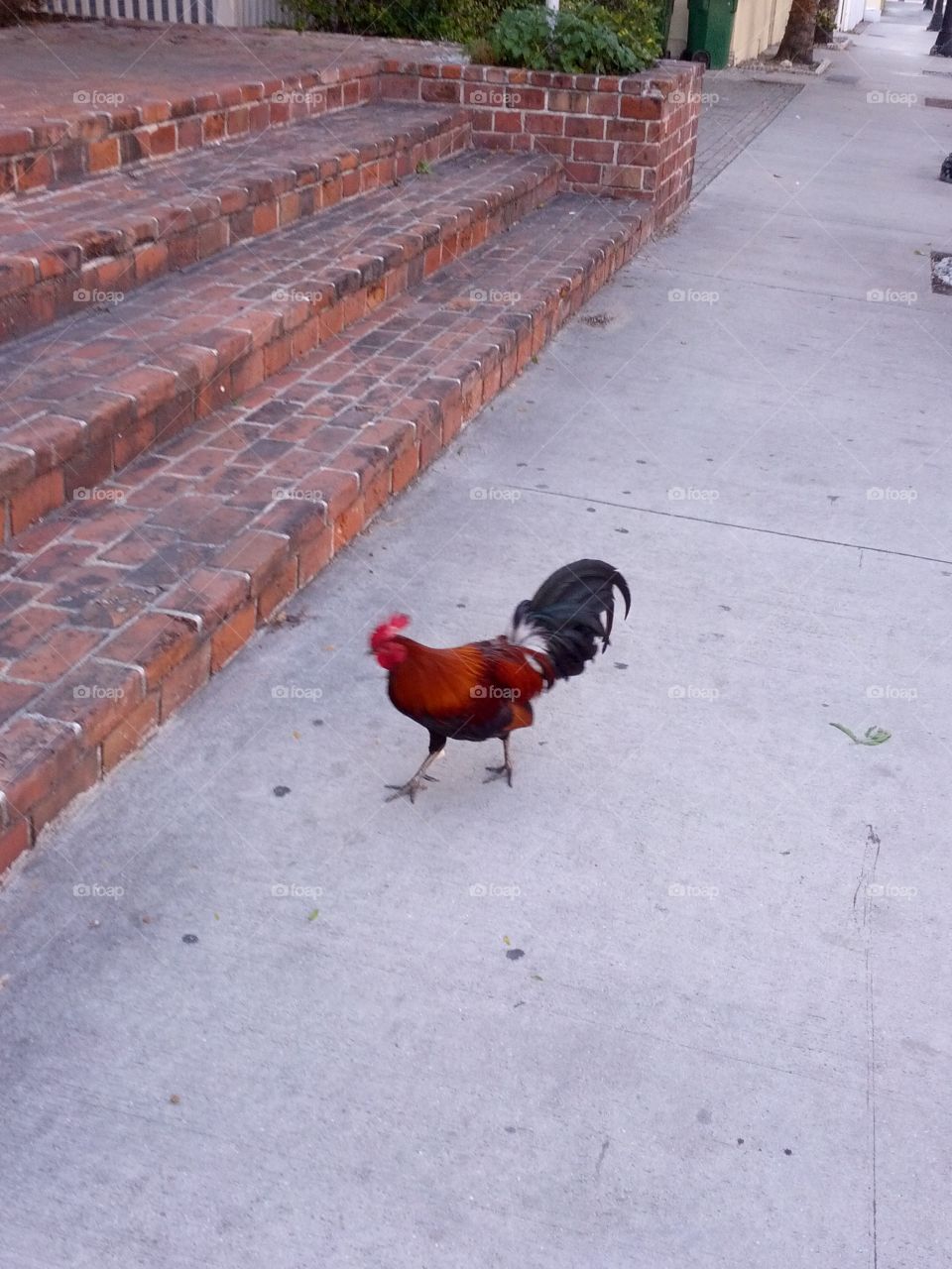 A rooster walking down the street in Key West, Florida