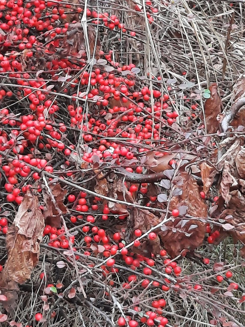 irga red fruits in autumn