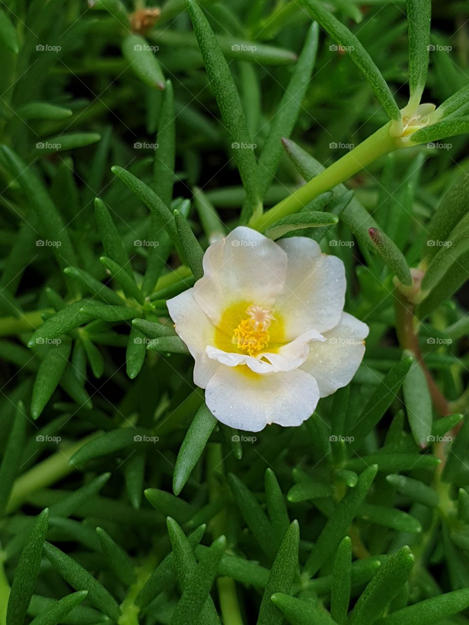 the Portulaca Grandiflora