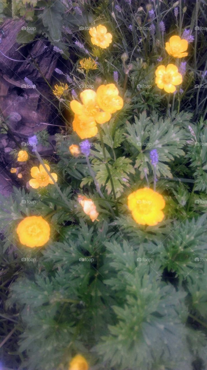 flowers in the garden