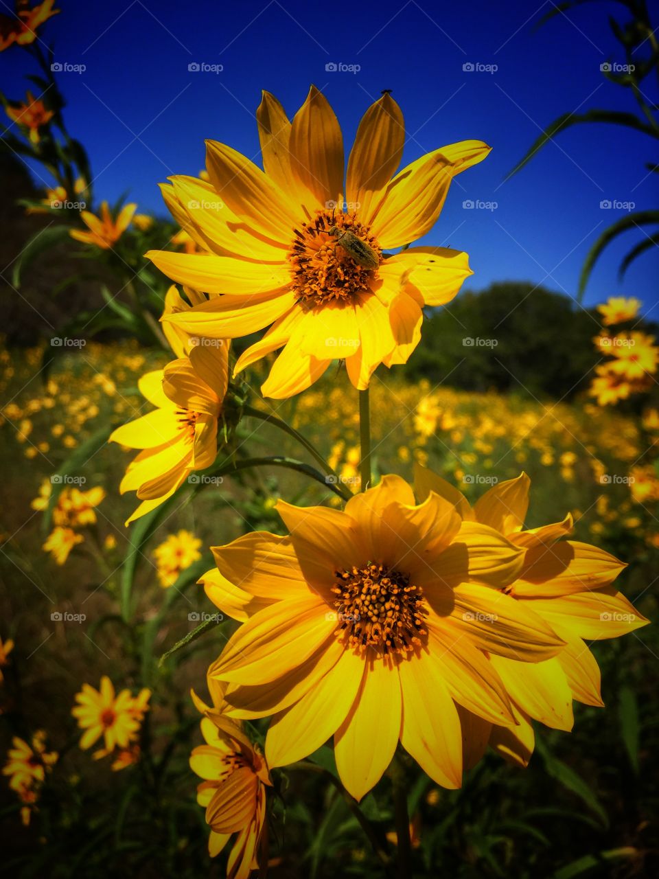 Texas Hill Country wild flowers - go biking on the many trails in the summer and you will see these 