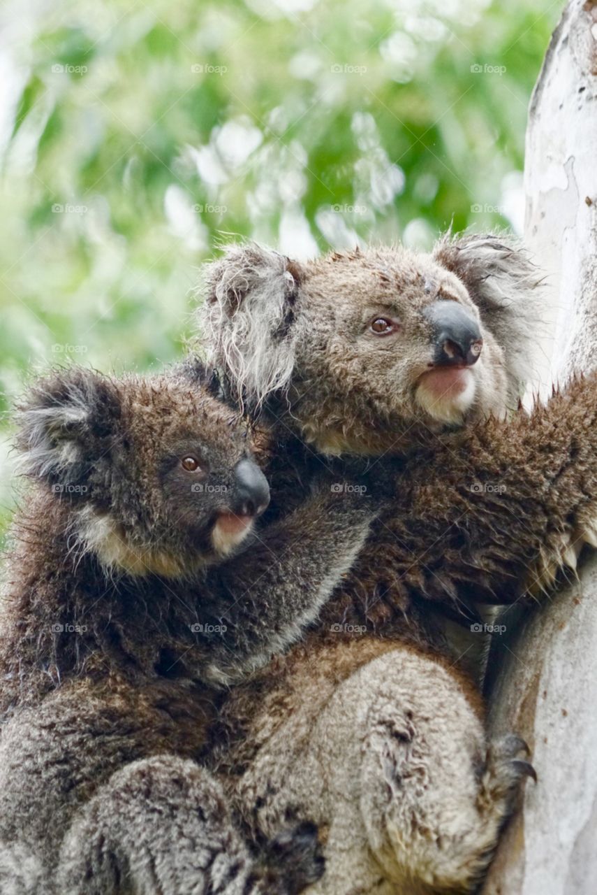 Koala mother and baby tree climbing on a wet afternoon