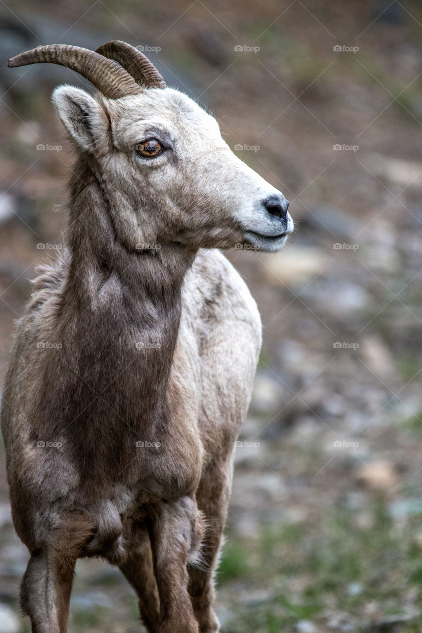 Bighorn sheep in the Montana mountains. 