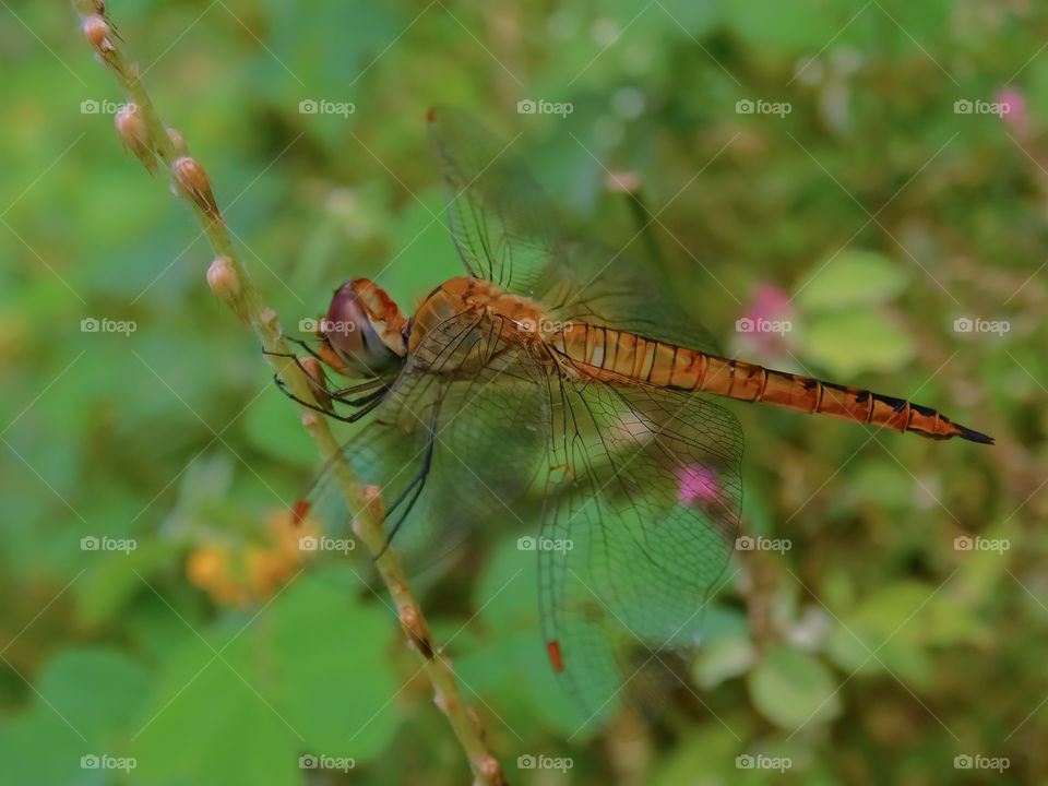 Detail body structure of Dragonfly sitting on grass having blur green background.