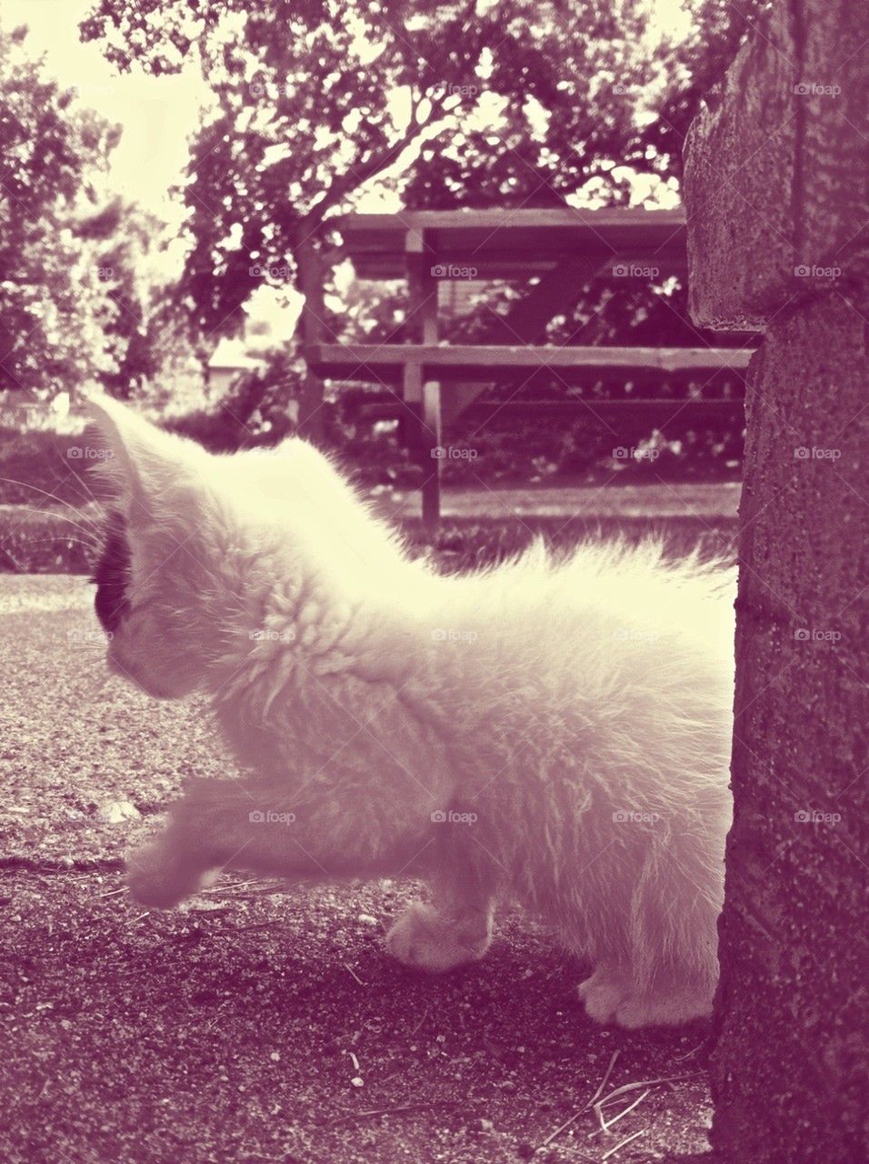 baby kitty outside kitten by heidisfabulous