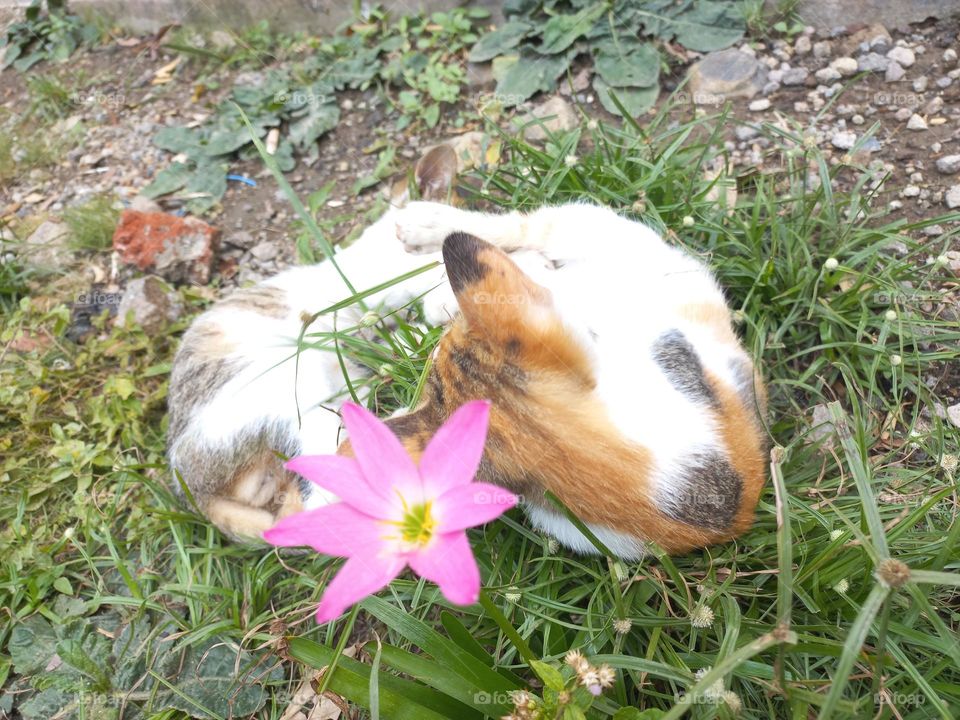 Cute kitten playing in the grass