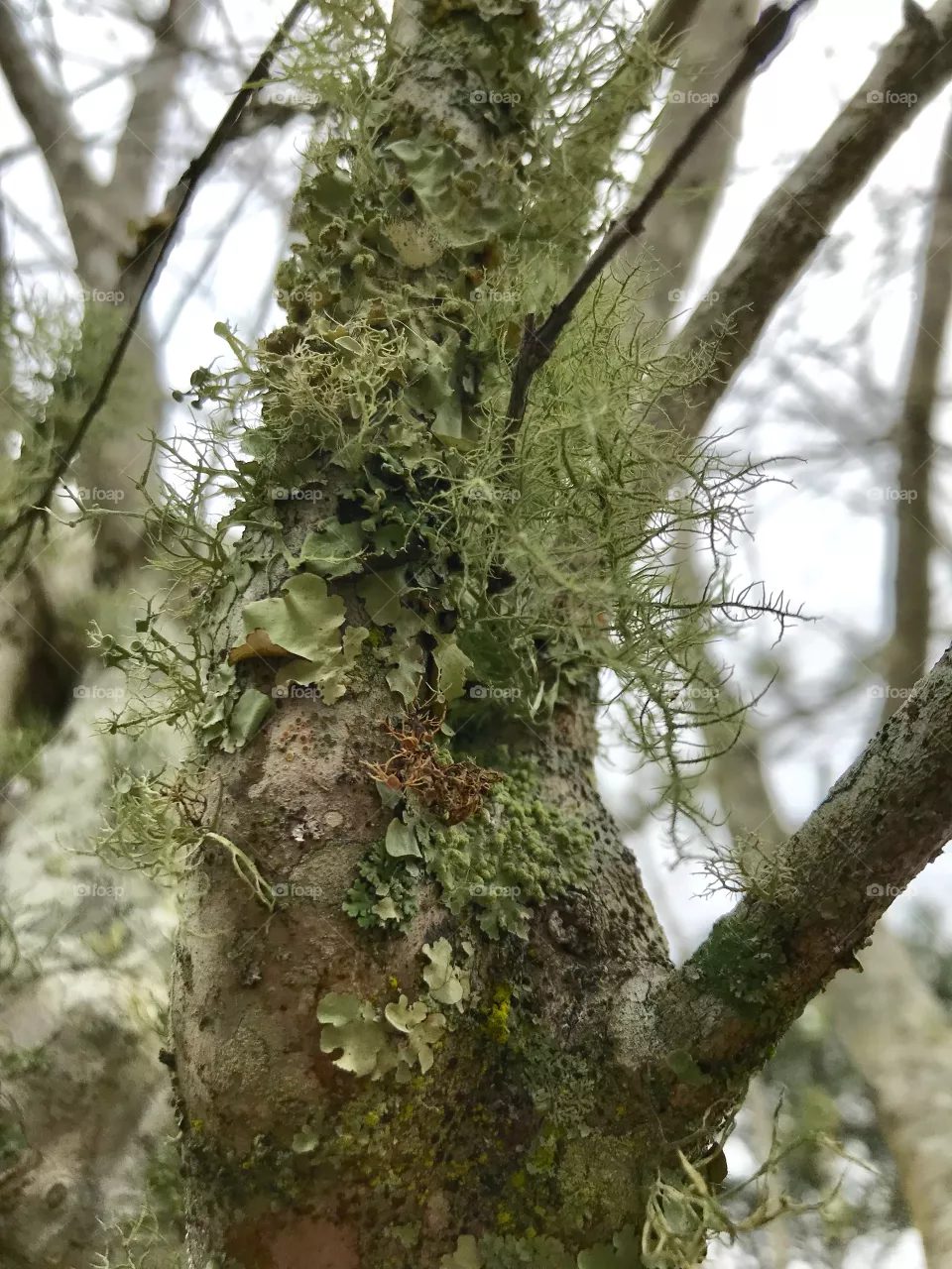 Moss 