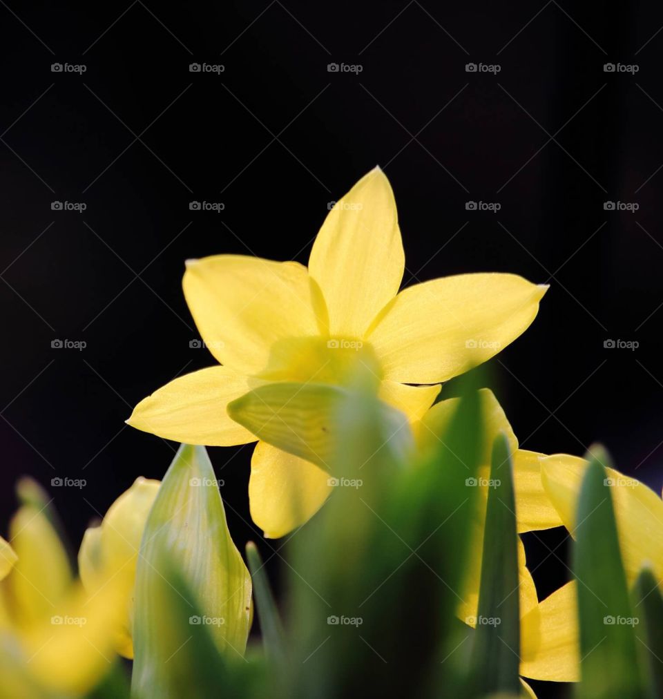 Mini flower  . Yellow flower