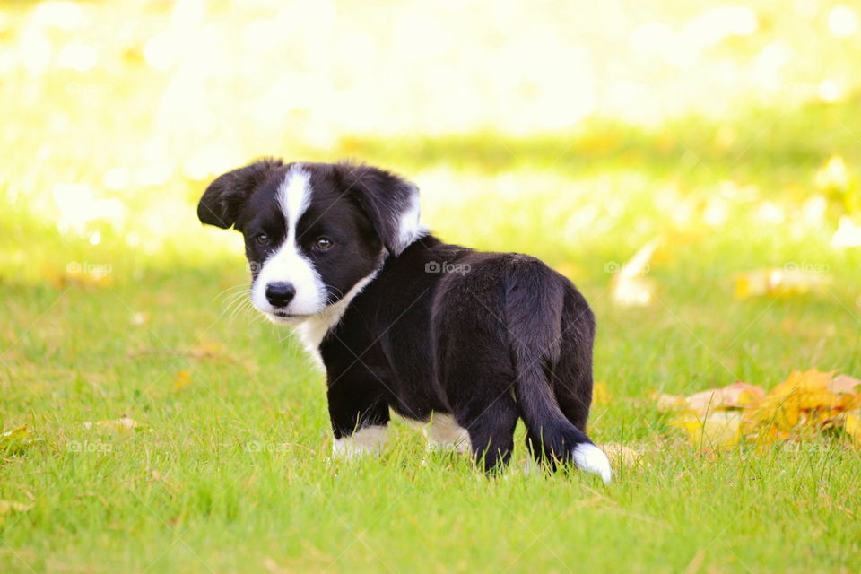 Grass, Animal, Dog, Mammal, Field