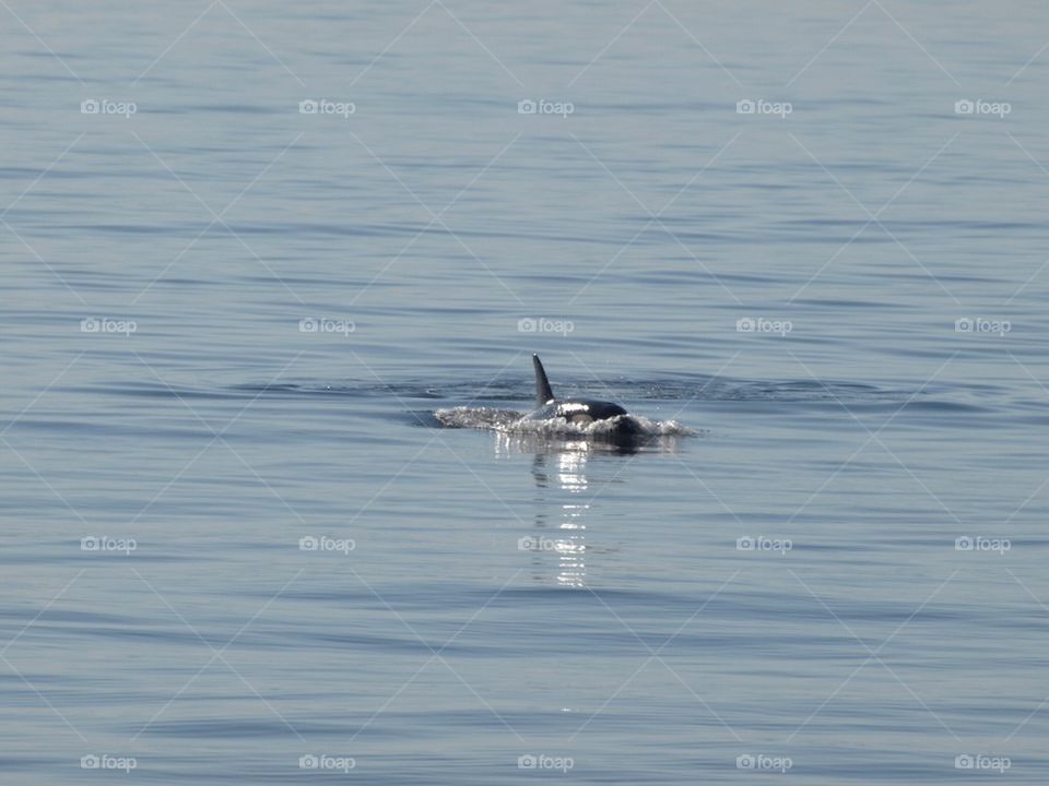 Orca off Friday Harbor
