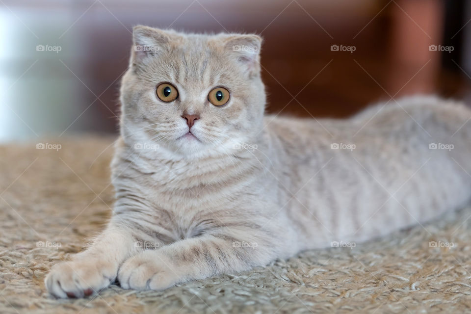 Cute british short hair cat looking at the camera