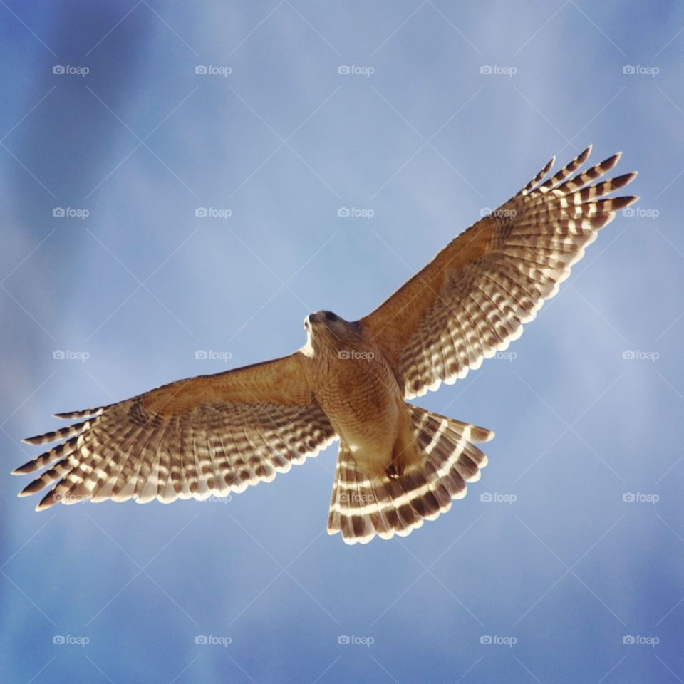 Red shouldered hawk in flight