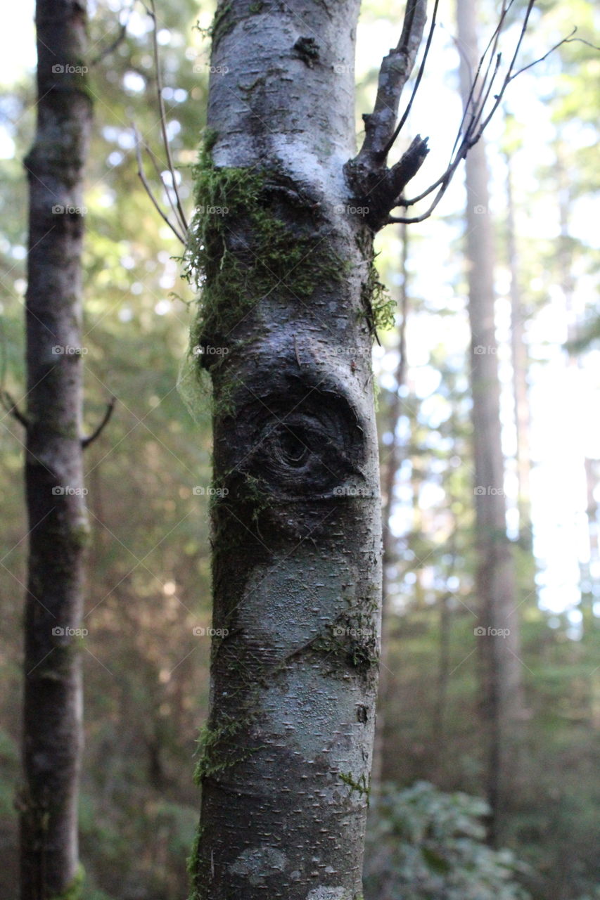 tree with the eye