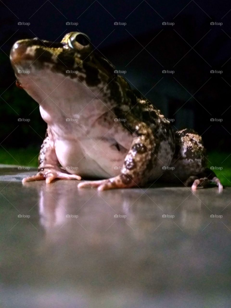 Frog is looking for a feed