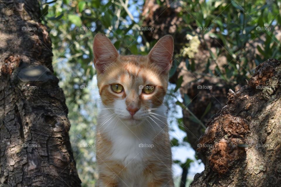 Cat on Tree 