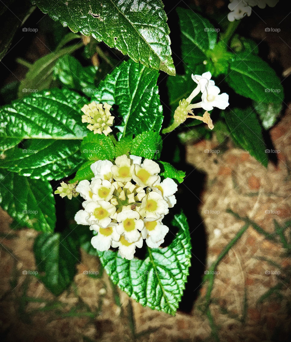 🌹 🇺🇸 Very beautiful flowers to brighten our day.  Live nature and its beauty. Did you like the delicate petals? / 🇧🇷 Flores muito bonitas para alegrar nosso dia. Viva a natureza e sua beleza. Gostaram das pétalas delicadas? 