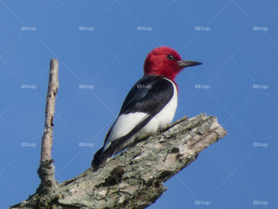 red headed woodpecker